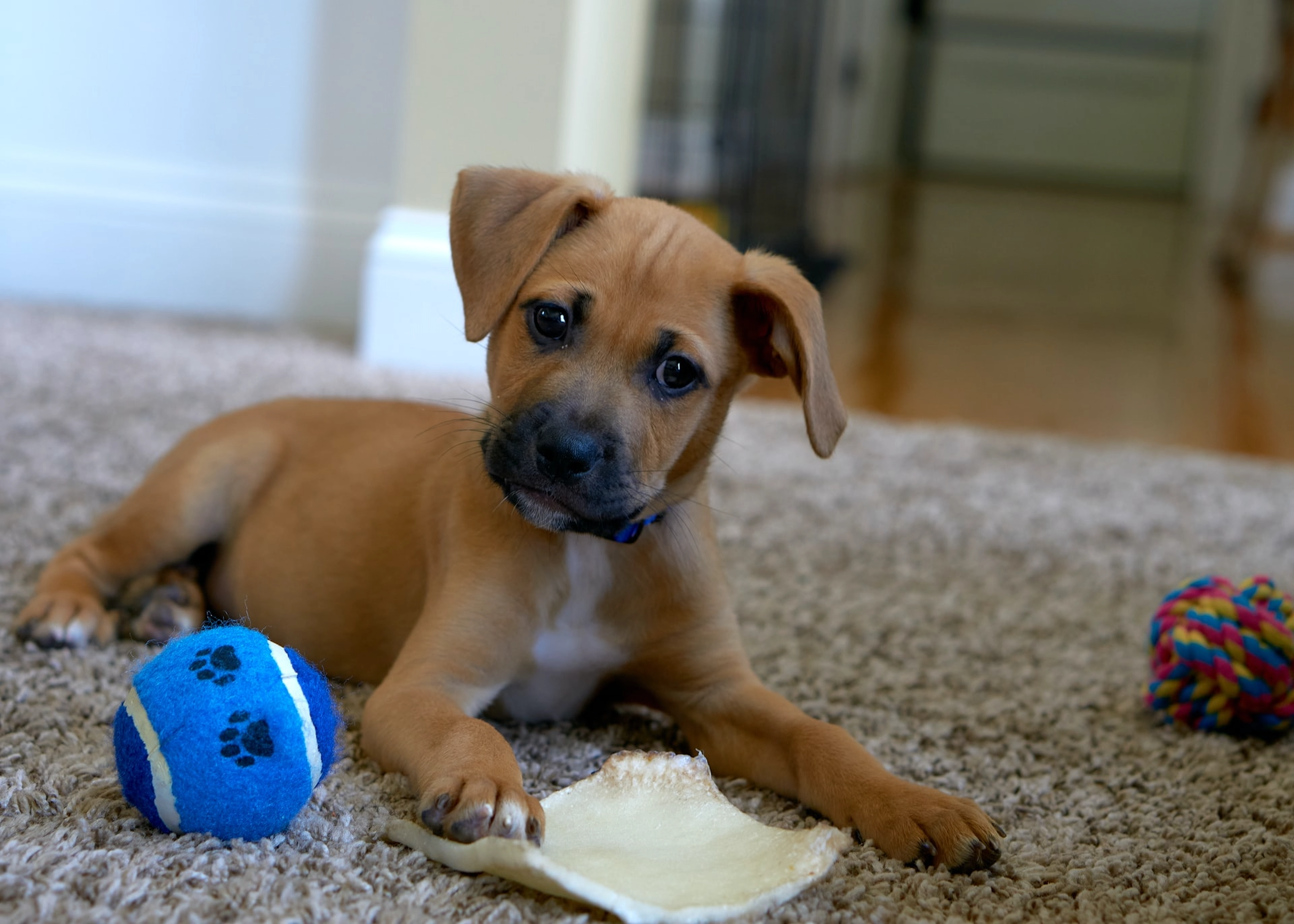 Pet products including beds, clothing, and toys